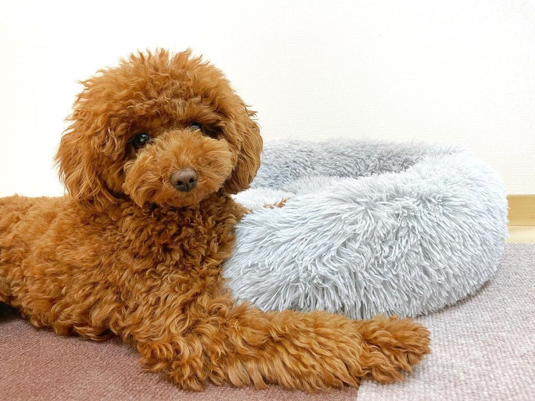 ソフトドッグベッド