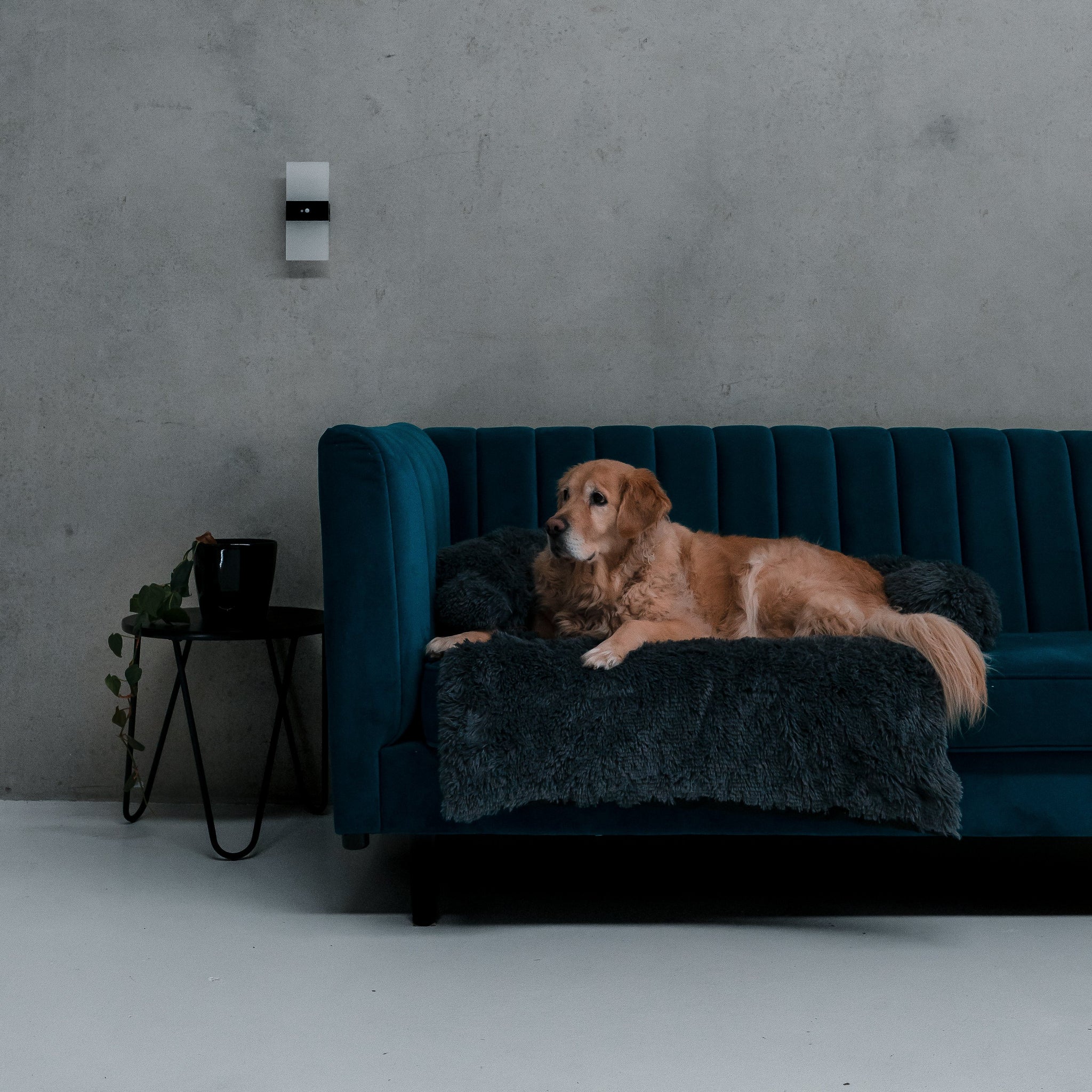 PETTIふわふわ犬ソファ毛布