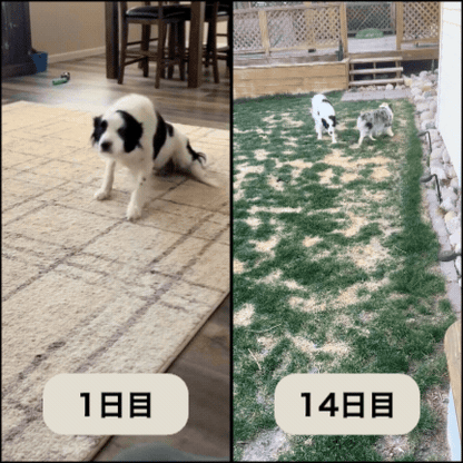 PETTI 高度な股関節・関節サポート